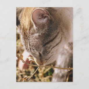 Cartão Postal Parem e cheirarem as flores