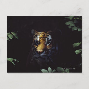 Cartão Postal Pares Siberian Tiger (Panthera Tigris Altaica)