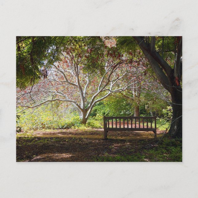 Cartão Postal Park Bench (Frente)