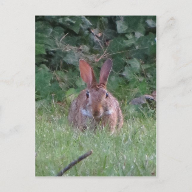 Cartão Postal Park Rabbit (Frente)
