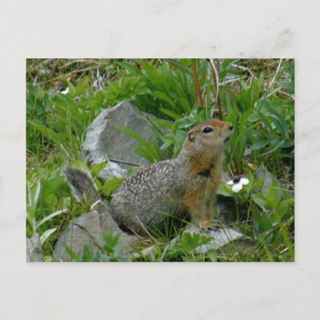 Cartão Postal Parkee Squirrel, Ilha de Unalaska (Frente)