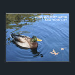 Cartão Postal Parque Central NYC Conservatório Água Mallard Duck<br><div class="desc">Possui uma fotografia original colorida de um pato-real. Fotografado em Conservatory Water no Central Park,  Nova Iorque. Muitas outras fotografias da NYC e da natureza também estão disponíveis neste compro. Não vê exatamente o que está procurando? Entre em contato com Rebecca para ter um produto personalizado só para você!</div>