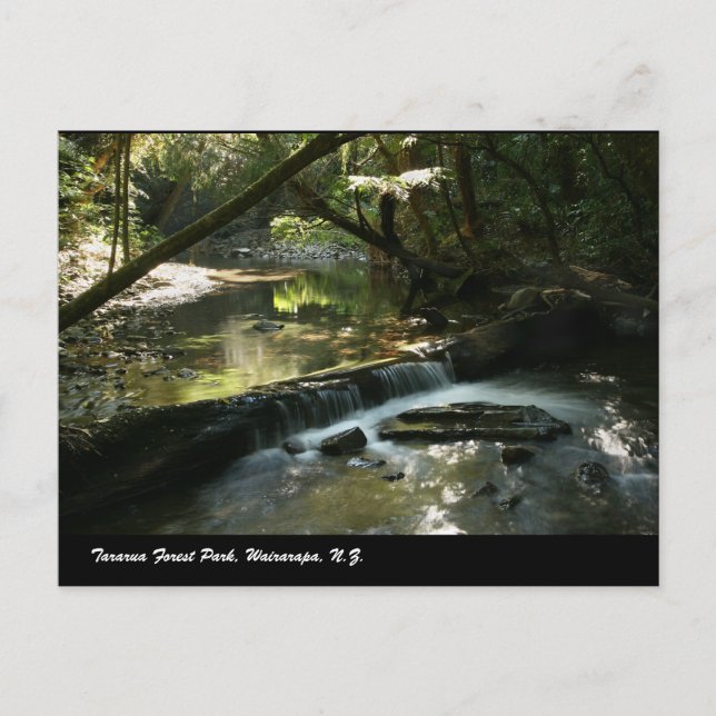 Cartão Postal Parque da Floresta de Tararua, Wairarapa, N.Z. (Frente)
