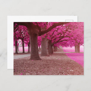 Cartão Postal Parque de fantasia rosa