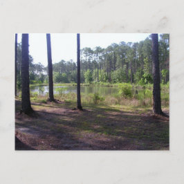 CARTÃO POSTAL "PARQUE DE SWAMP OKEFENOKEE"