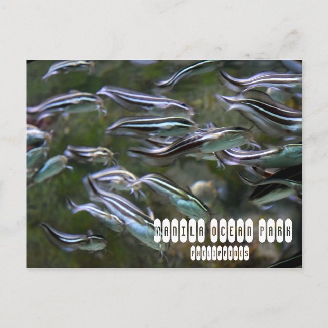 Cartão Postal Parque do Oceano Manila (Frente)