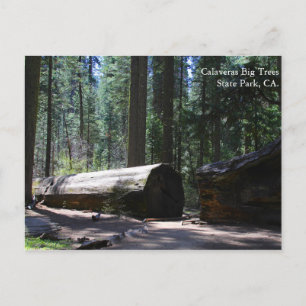 Cartão Postal Parque Estadual das Grandes Árvores de Calaveras,