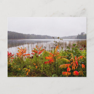 Cartão Postal Parque Estadual de Itasca   Minnesota
