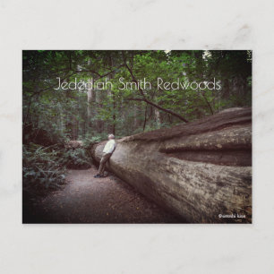 Cartão Postal Parque Estadual de Jedediah Smith Redwoods