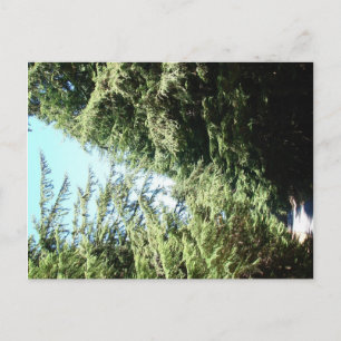 Cartão Postal Parque Estadual de Moran na Estrada Florestada