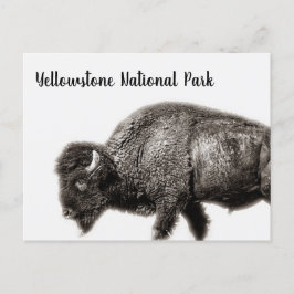 Cartão Postal Parque Nacional Bison Yellowstone