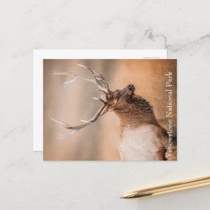 Cartão Postal Parque Nacional Bull Elk Yellowstone