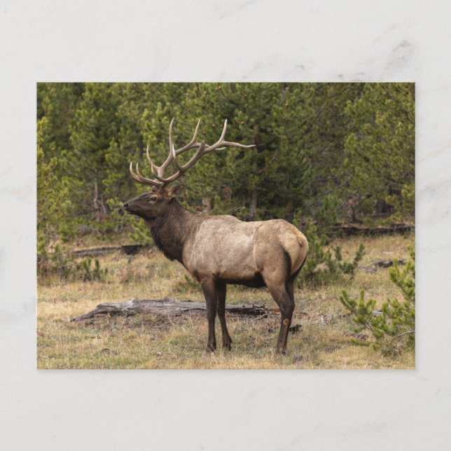 Cartão Postal Parque Nacional Bull Elk Yellowstone, Wyoming (Frente)