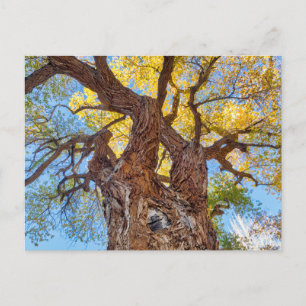 Cartão Postal Parque Nacional Capitol Reef, Árvore Cottonwood