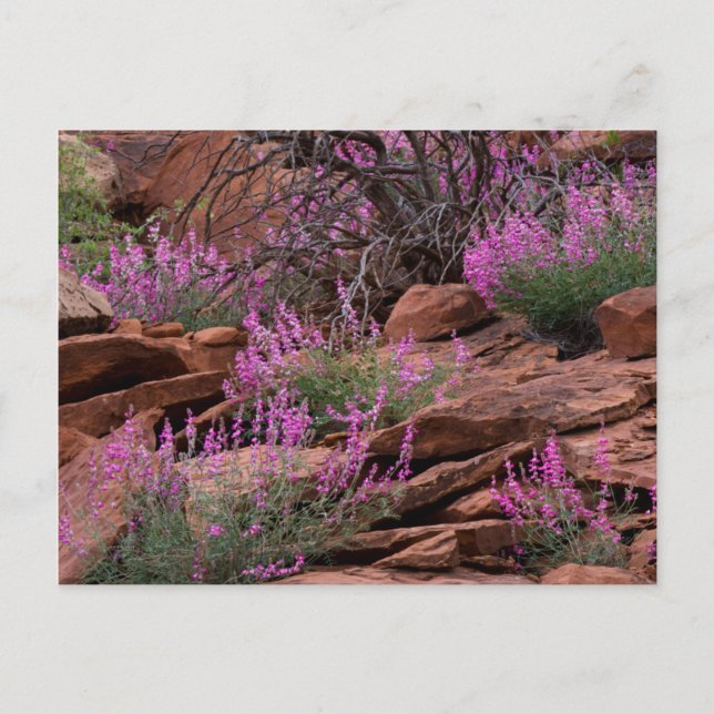Cartão Postal Parque Nacional Capitol Reef, Utah, EUA (Frente)