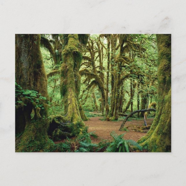 Cartão Postal Parque Nacional da olimpiadas, WA 2 (Frente)