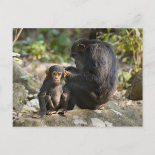 Cartão Postal Parque Nacional das Montanhas Mahale, Tanzânia