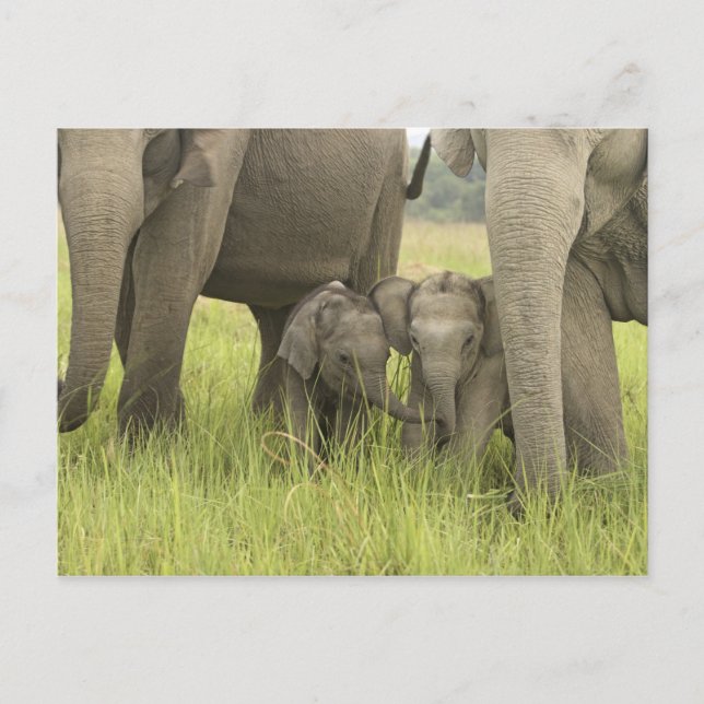Cartão Postal Parque nacional de Corbett, Uttaranchal, India. (Frente)