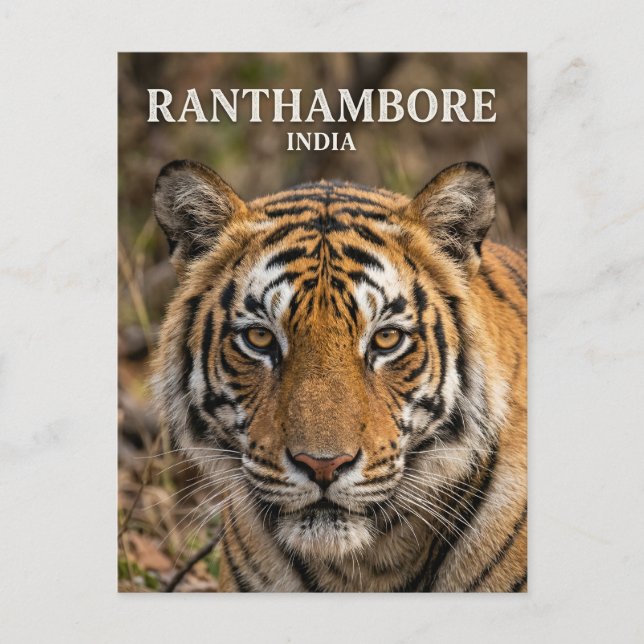 Cartão Postal Parque Nacional de Ranthambore Índia (Frente)