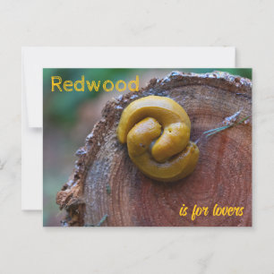 Cartão Postal Parque Nacional de Redwood Banana Slug Pair