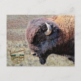 Cartão Postal Parque Nacional de Yellowstone Bisonte