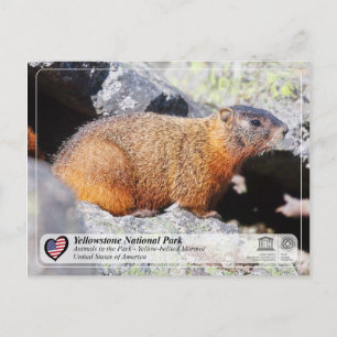 Cartão Postal Parque Nacional de Yellowstone - Marmota-ventre-am