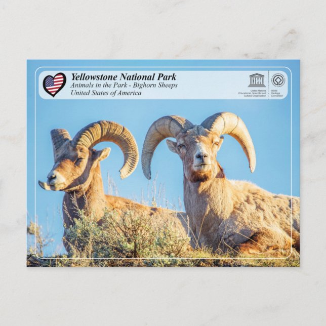 Cartão Postal Parque Nacional de Yellowstone - Ovinos Bighorn (Frente)