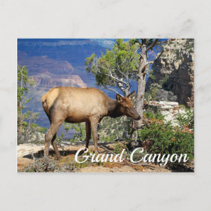 Cartão Postal Parque Nacional do Grand Canyon Arizona Estados Un
