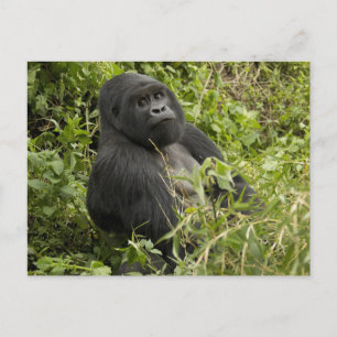 Cartão Postal Parque Nacional dos Vulcões, Gorila da Montanha