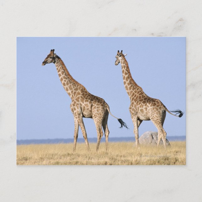 Cartão Postal Parque Nacional Etosha, Namíbia (Frente)