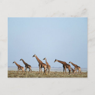 Cartão Postal Parque Nacional Etosha, Namíbia 2
