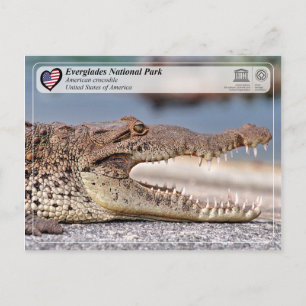 Cartão Postal Parque Nacional Everglades - Crocodilo Americano