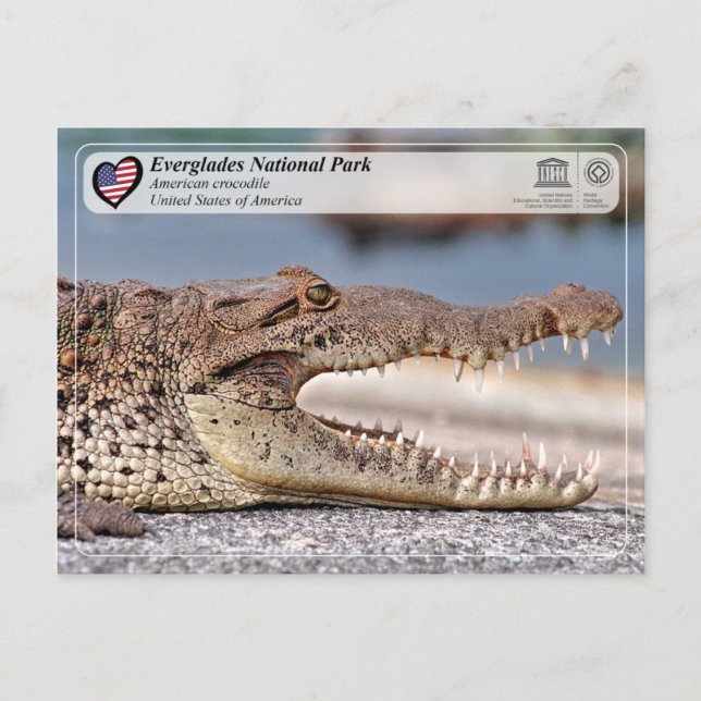 Cartão Postal Parque Nacional Everglades - Crocodilo Americano (Frente)