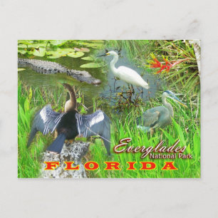 Cartão Postal Parque Nacional Everglades, Flórida