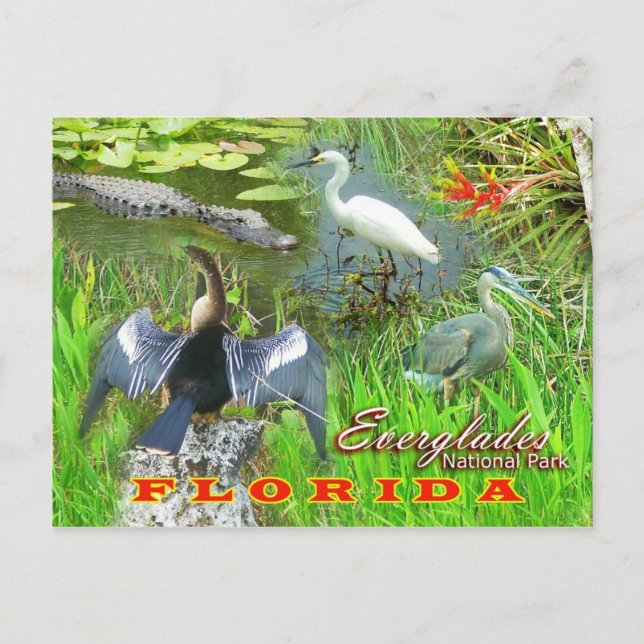 Cartão Postal Parque Nacional Everglades, Flórida (Frente)