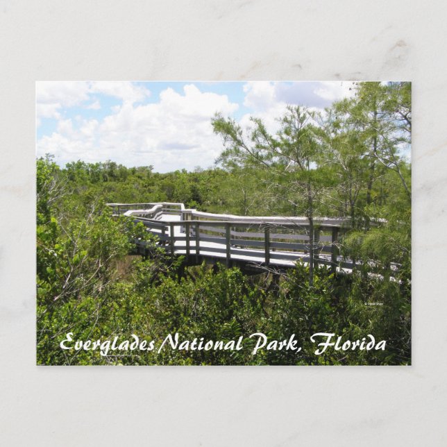 Cartão Postal Parque Nacional Everglades, Flórida (Frente)