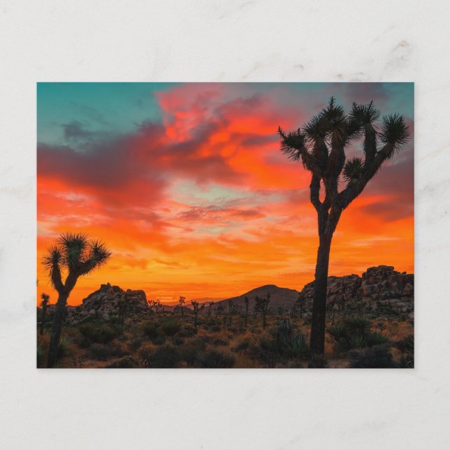 Cartão Postal Parque Nacional Joshua Tree (Frente)
