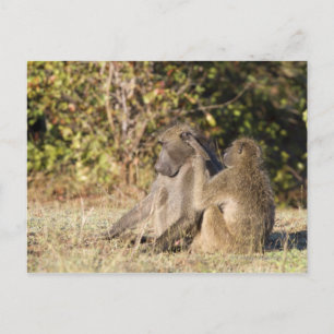 Cartão Postal Parque Nacional Kruger, África do Sul