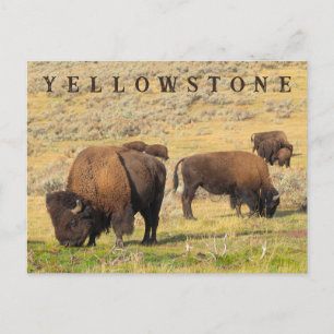 Cartão Postal Parque Nacional Lamar Valley Bison Yellowstone