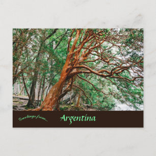 Cartão Postal Parque Nacional Los Alerces Chubut Argentina