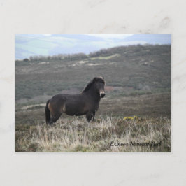 Cartão Postal Parque Nacional Pony Photo Exmoor,