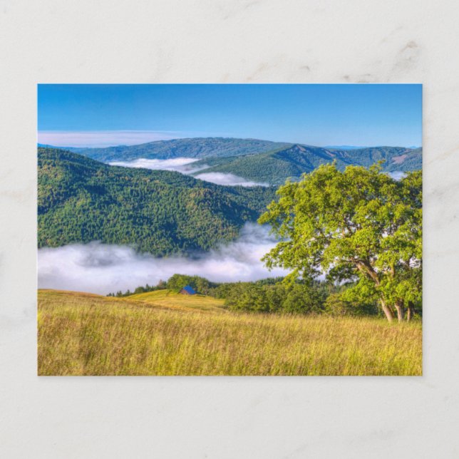 Cartão Postal Parque Nacional Redwood, Califórnia (Frente)