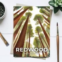 Parque Nacional Redwood | Floresta Alta Aquarela