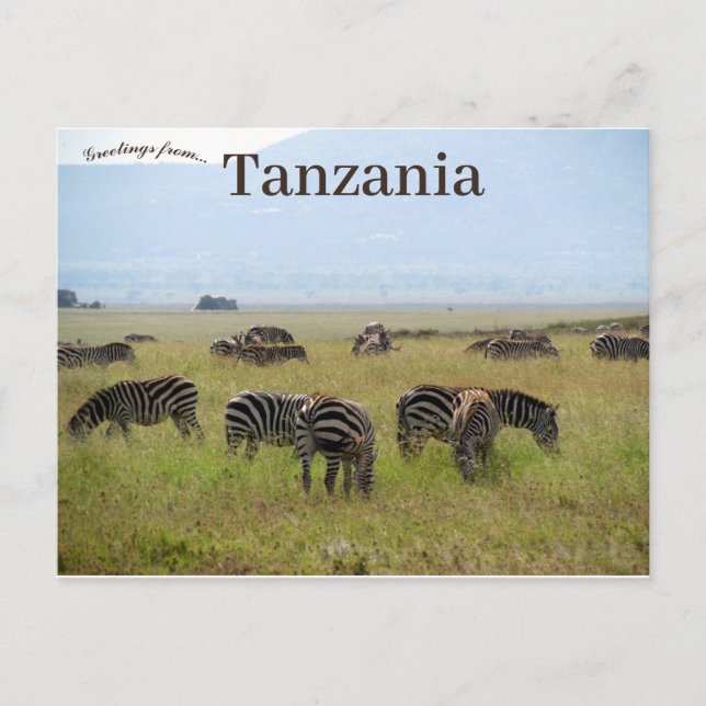 Cartão Postal Parque Nacional Safari Tanzânia Zebras Serengeti (Frente)