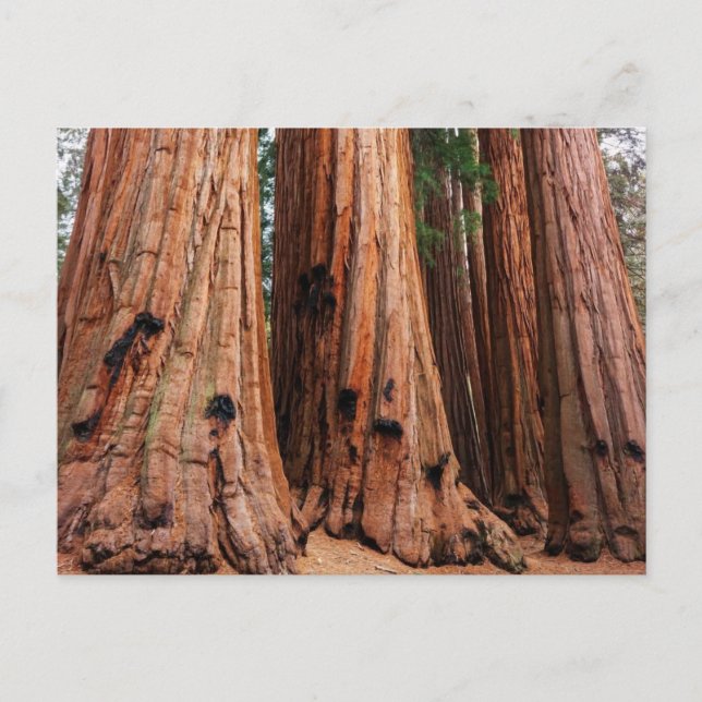 Cartão Postal Parque Nacional Sequoia (Frente)