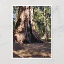 Cartão Postal Parque Nacional Sequoia: Dias Cachorros