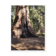 Parque Nacional Sequoia: Dias Cachorros
