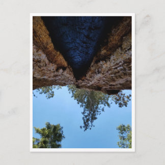 Cartão Postal Parque Nacional Sequoia: Dias Cães