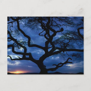 Cartão Postal Parque Nacional Serengeti, Tanzânia