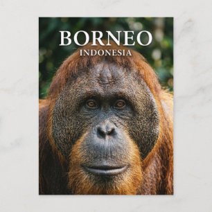 Cartão Postal Parque Nacional Tanjung Puting Indonésia